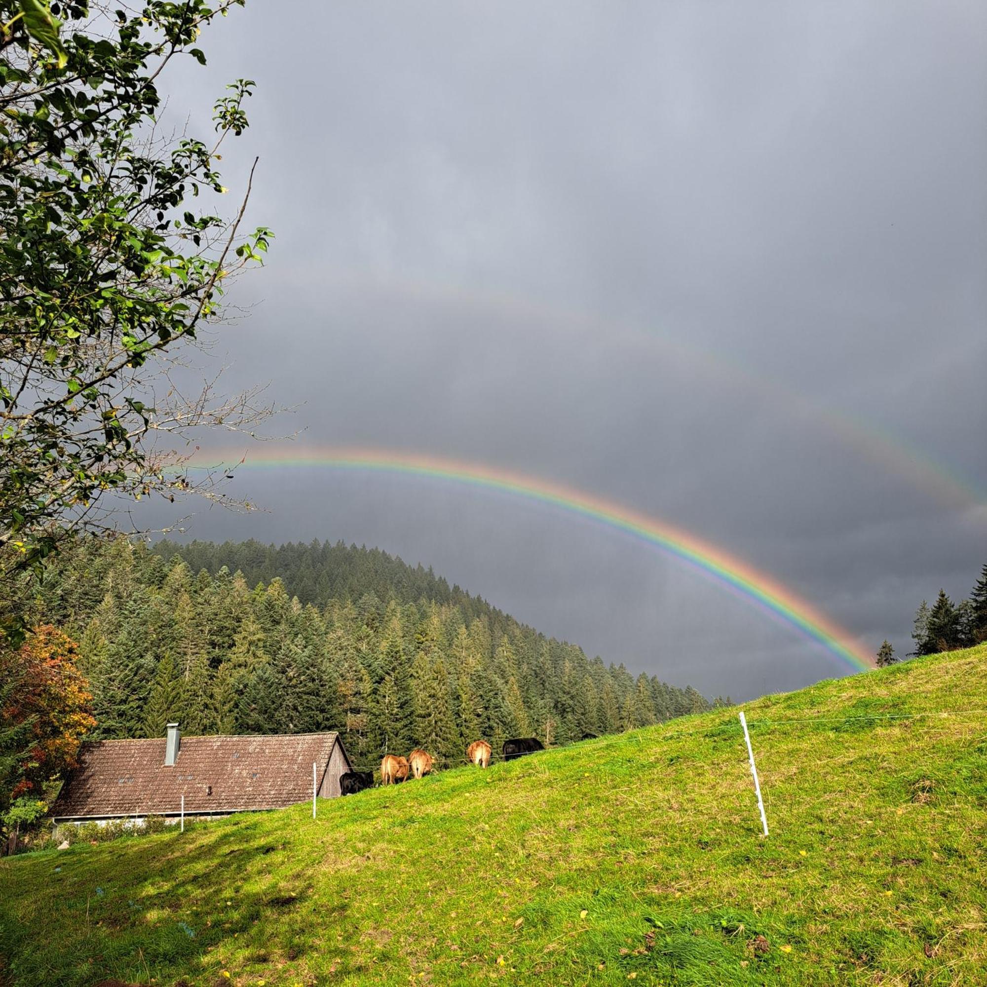Ferienhaus Schwarzwald Seewald Erzgrube Badesee 100% Natur Bagian luar foto