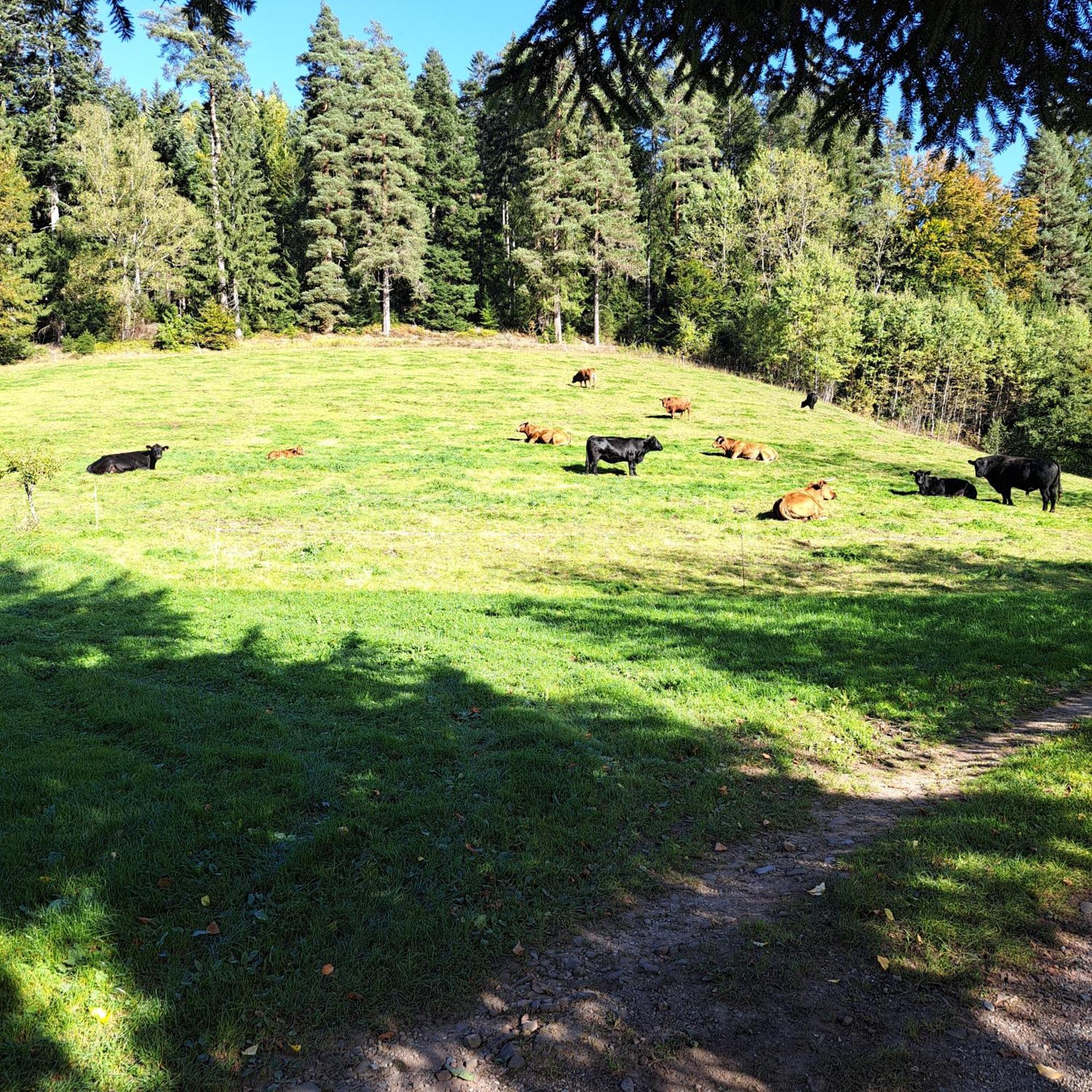 Ferienhaus Schwarzwald Seewald Erzgrube Badesee 100% Natur Bagian luar foto